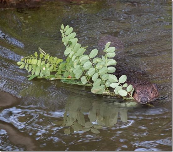 Beaver Lodge Spring 2018